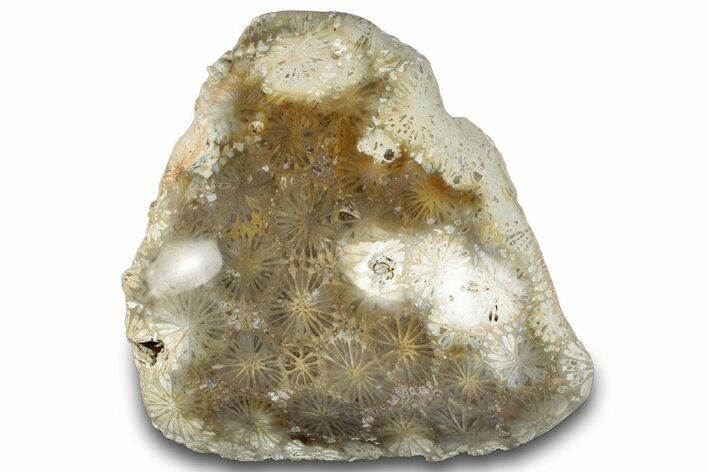 Polished Fossil Coral Head - Indonesia #293834